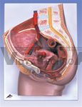 Female Pelvis Model, 2-Part